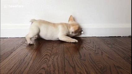 Adorable French bulldog has intense staredown — with a door stop