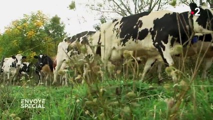 AOP : des fromages à la chaîne