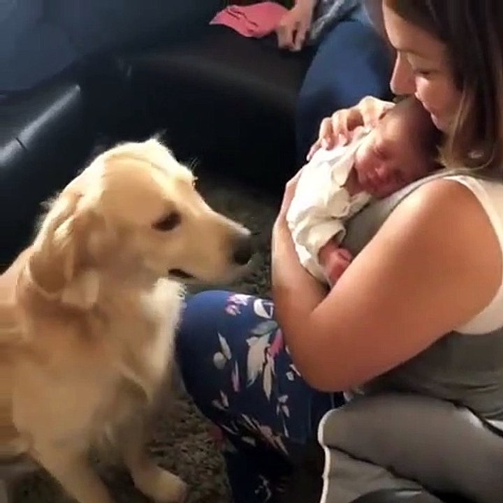 Adorable : ce chien s'occupe d'un nouveau-né