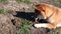 Hilarant : quand un chien rencontre une taupe