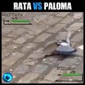 Rata vs paloma batalle real / rat vs pigeon