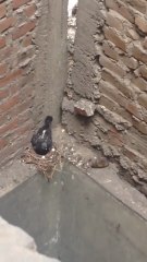 RATA ASESINA VS PALOMA /Killer Rat VS Dove