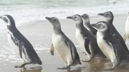 Pingüinos rehabilitados regresan al mar en Argentina