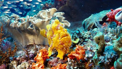 IMAX Under The Sea 2009