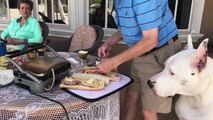 Funny Great Dane Supervises Cuban Sandwich Preparation ~ Chef Max