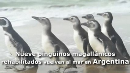 Nueve pingüinos magallánicos rehabilitados vuelven al mar en Argentina