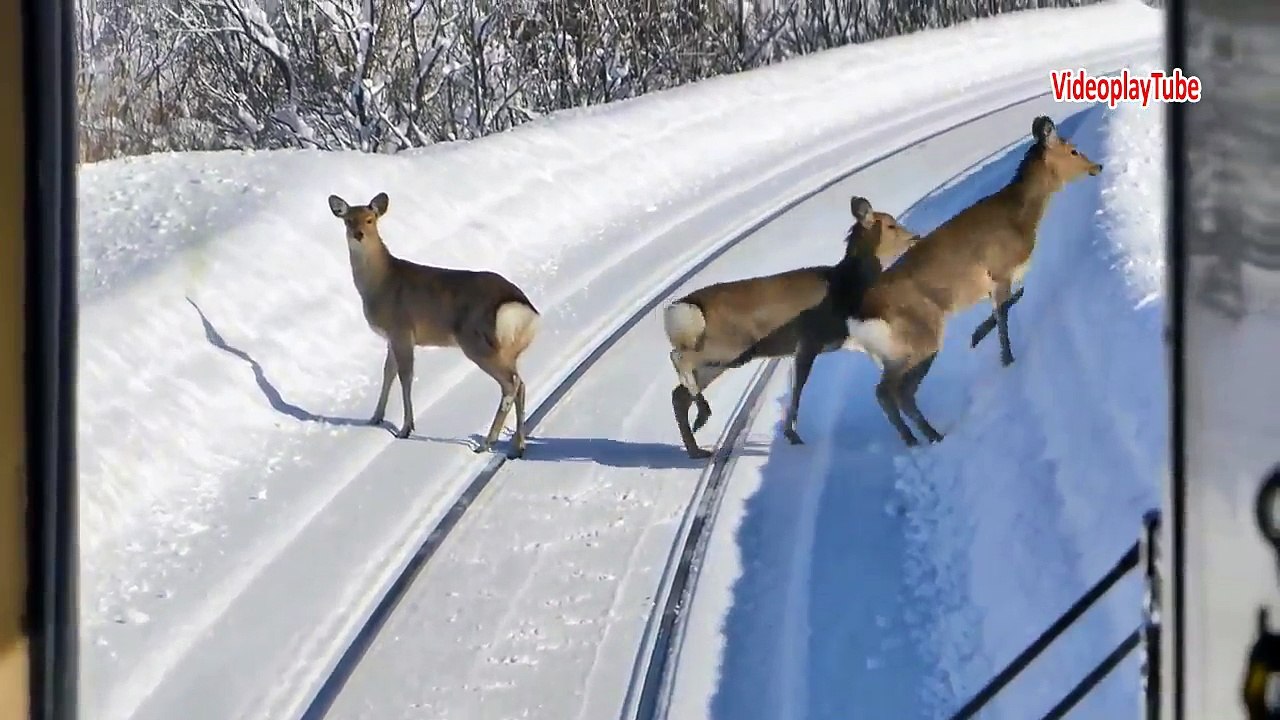Deer in the railway | Demir yolu geyikleri