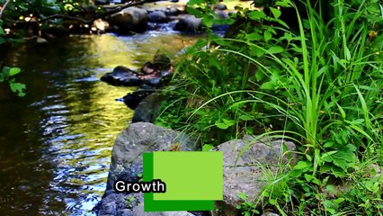 ECOGardener | 4 Factors That Affect Plant Growth | Gardening