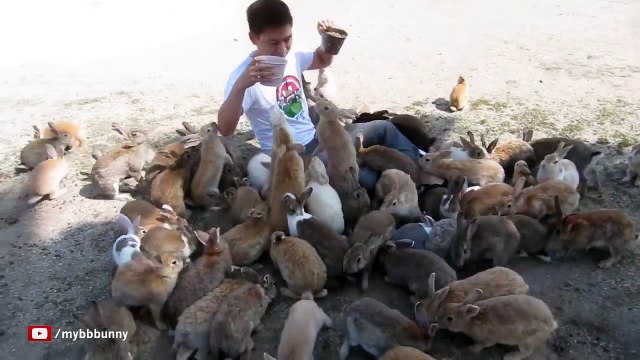 Enterré vivant... sous des lapins !! Ce japonais teste l'île aux lapins !