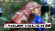 Asian elephants in danger of extinction