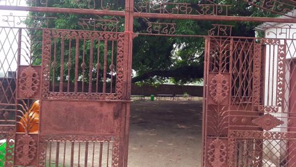 Pakhari Tree one of the biggest tree in asia