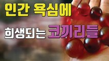 [자막뉴스] 인간 욕심 때문에...통째로 가죽 벗겨지는 코끼리들 / YTN