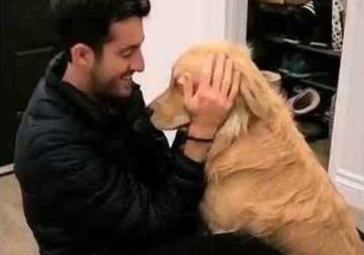 Adorable Dog Needs Constant Petting