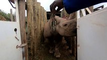 Six rhinocéros noirs sud-africains en route pour le Tchad