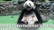 Splashing Panda Knows How to Chill in a Summer Bath