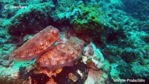 Cuttlefish guards female as she lays eggs in coral reef