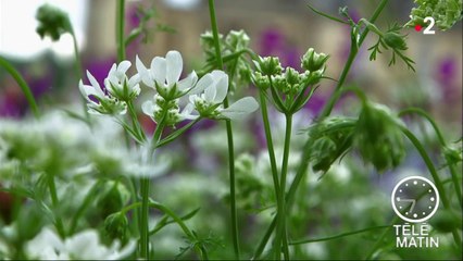 Jardin - Cornus Kousa et compagnie