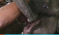 Bayi Gajah Terluka karena Perangkap Rusa