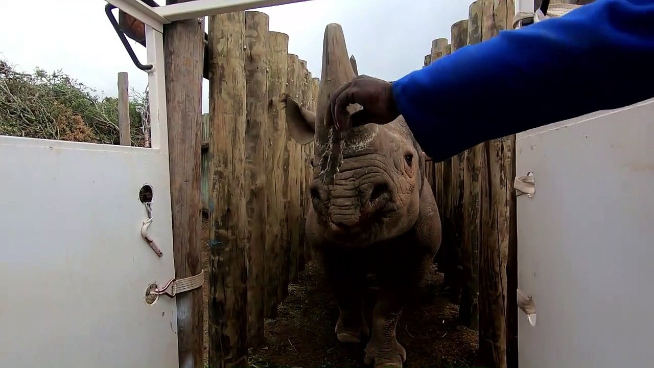 Six rhinocéros noirs sud-africains en route pour le Tchad