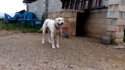Kedi ile köpeğin kıskandıran dostluğu