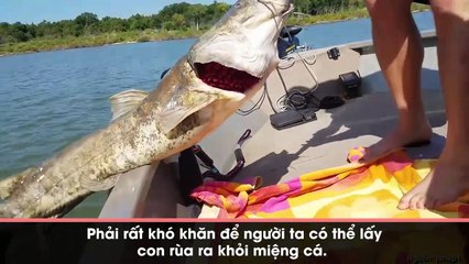 Cá trê khổng lồ nổi lên mặt hồ, ai cũng nghĩ đã chết cho đến khi mang nó lên bờ