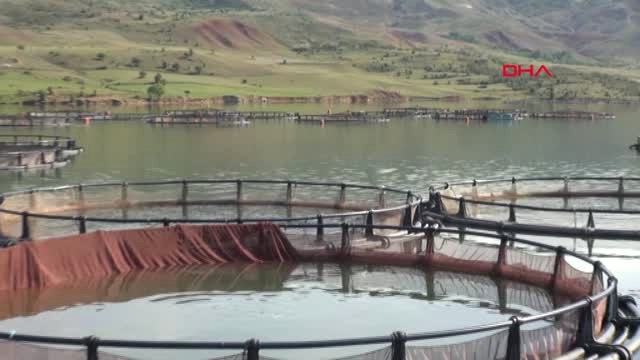 Sivas'tan Avrupa'ya Alabalık İhracı