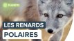 Les renards polaires par Florian Ledoux