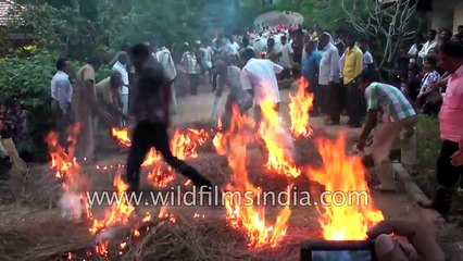 Indian Cows made to cross fire- strange Indian sport