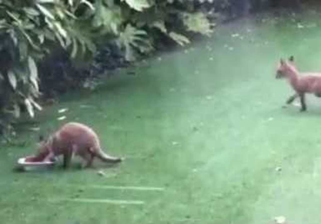 Cheeky Fox Cubs Turn a Garden Into Their Playgr...