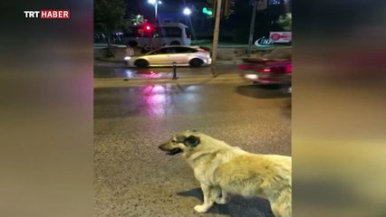 Sokak köpeğinden kırmızı ışık dersi