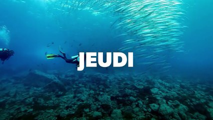 Nausicaa le plus grand aquarium d"Europe