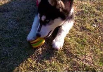 Husky Enjoys New Squeaky Toy