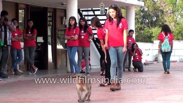 Monkey chases girls from canteen, drinks their beer