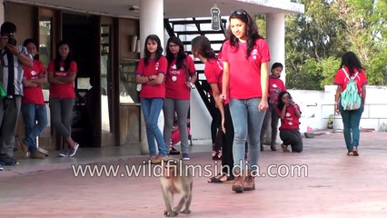 Monkey chases girls from canteen, drinks their beer