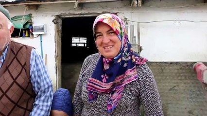 Üçüz doğuran 'Melek' sahibini sevindirdi - BOLU