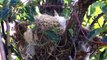 Chim ăn mật mặt xanh & Thói quen treo ngược trên cành cây để săn mồi