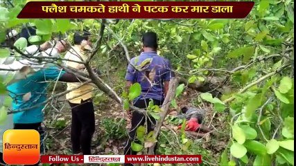 Download Video: फ्लैश चमकते हाथी ने पटक कर मार डाला