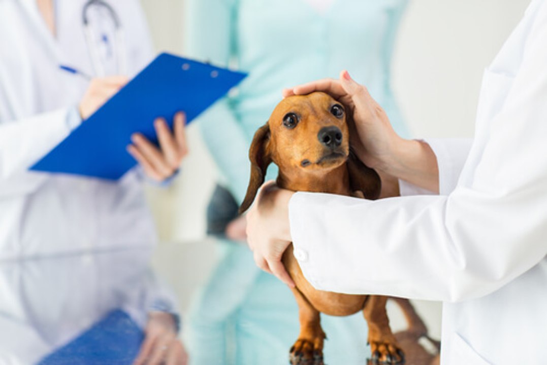 How to Choose a Veterinarian By Dr Jennifer Creed