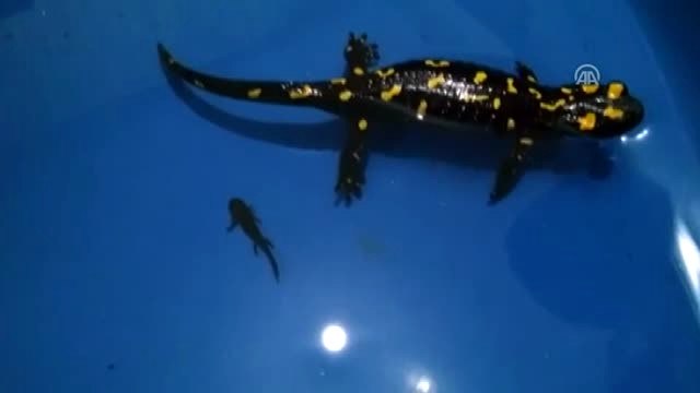 Benekli Semender ve Yavruları Doğaya Bırakıldı