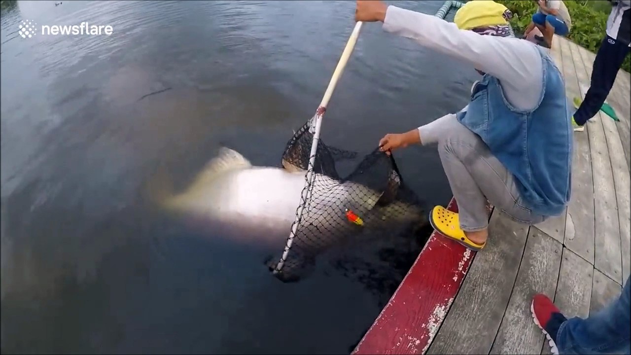 Vous n'en croirez pas vos yeux quand vous verrez la taille du poisson ferré par un pêcheur