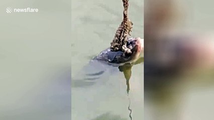 Fisherman hooks frog clinging on to massive fish in China