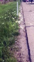 La porte d’un camion de transport de fonds s’ouvre sur l’autoroute et 600 000 dollars s’échappent