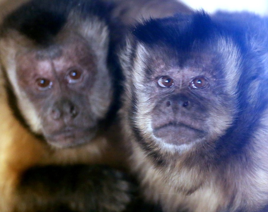 Zoo d'Amnéville : le singe capucin d'Hayange va mieux