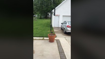 Un chien se cache derrière un pot de fleurs