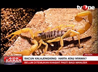 Racun Kalajengking, Harta Atau Nyawa?