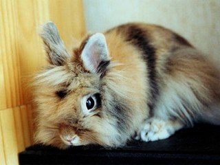 ROSIE (cover)francis Cabrel