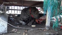 Pit Bull idoso e cego esperou a vida inteira para ser resgatado