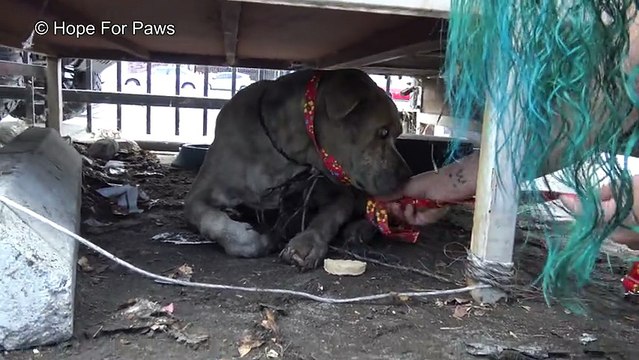 Pit Bull idoso e cego esperou a vida inteira para ser resgatado