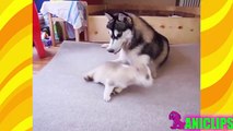 Dog Protect Puppies Compilation - Funny Animals