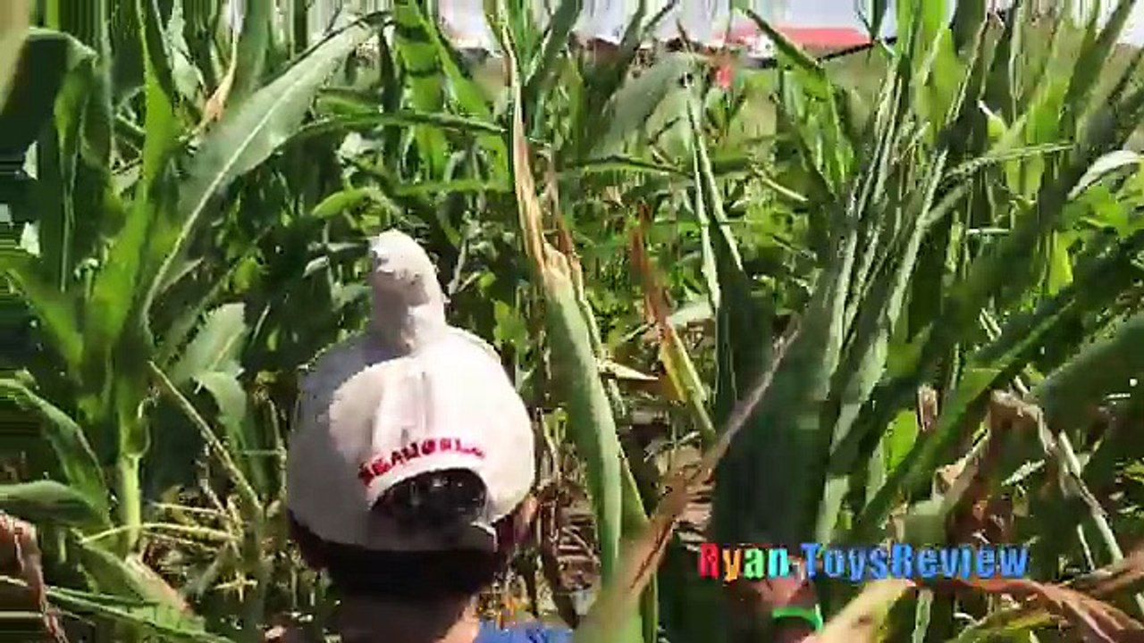 Kids Family Fun Trip to the Farm Halloween Pumpkin Patch Corn Maze Children Activities Kid